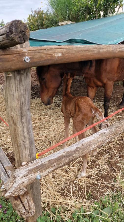 Masseria Sacramento Farm stay