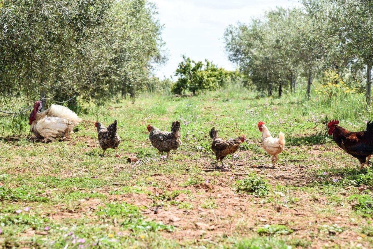 Masseria Sacramento Farm stay *